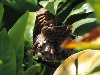 ミカンの木にあった蜂の巣（コアシナガバチ）