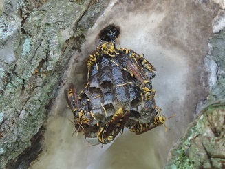 梅ノ木にあった蜂の巣（キアシナガバチ）